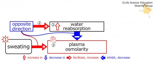 SweatingDuringBasicFeedbackToWaterReabsorption-ENG.jpg