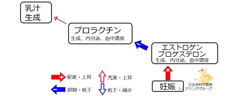 ファイル:女性ホルモン授乳2-wb.jpg