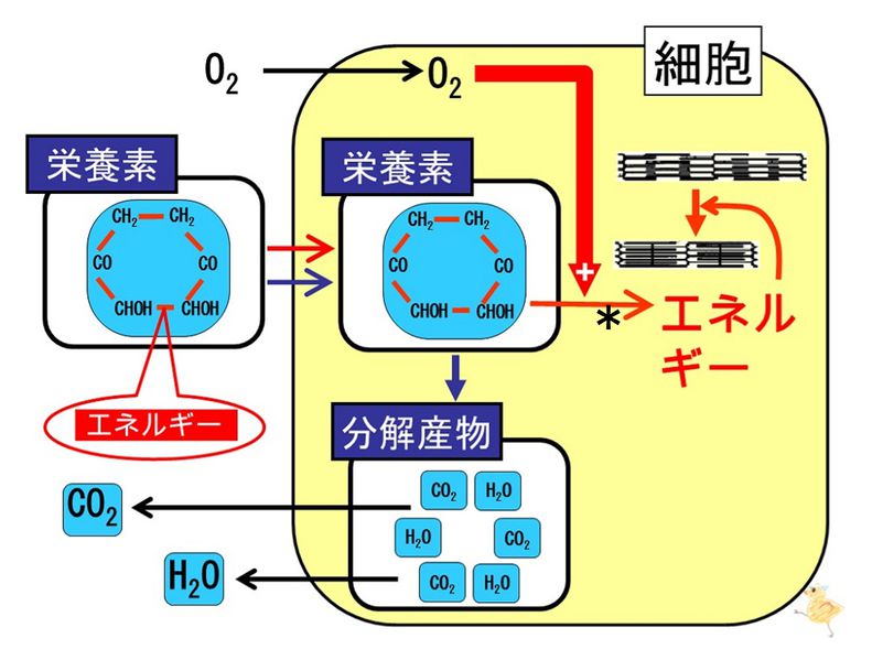 ファイル:04114.jpg