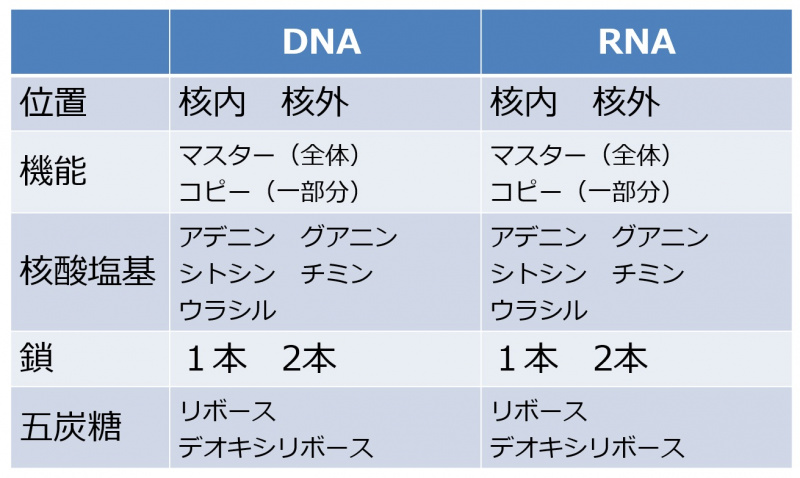 ファイル:DNARNAtable-2-wb.jpg