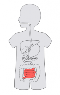 /wiki/images/thumb/d/dd/Gi7-anatomy-quiz05.png/200px-Gi7-anatomy-quiz05.png