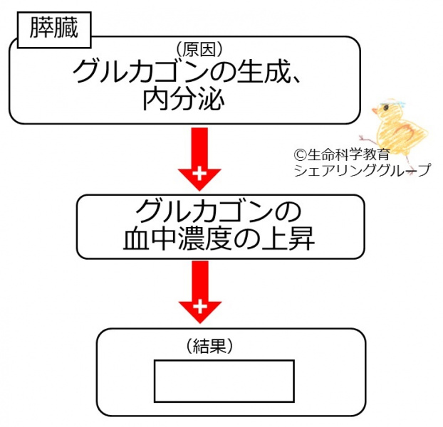 ファイル:Giucagon effect text-wb.jpg