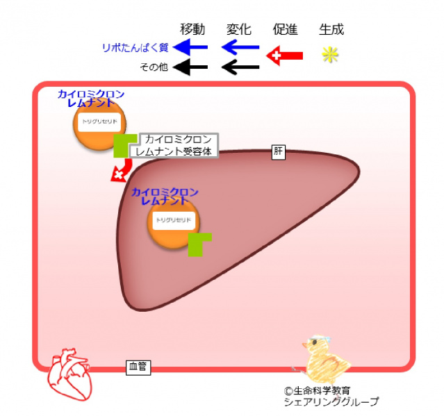 ファイル:アポリポたんぱく質E-wb.jpg