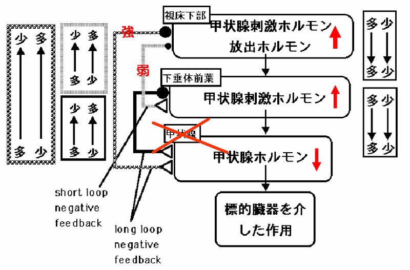 ファイル:01274.jpg