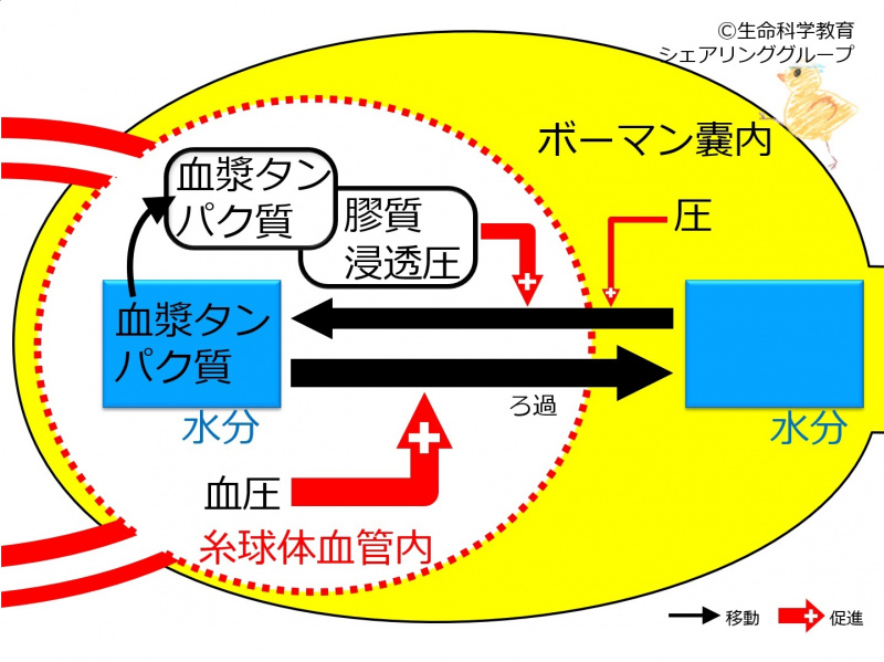 ファイル:FiltrationFactors.jpg