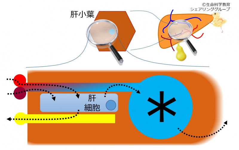 ファイル:中心静脈 クイズ.jpg