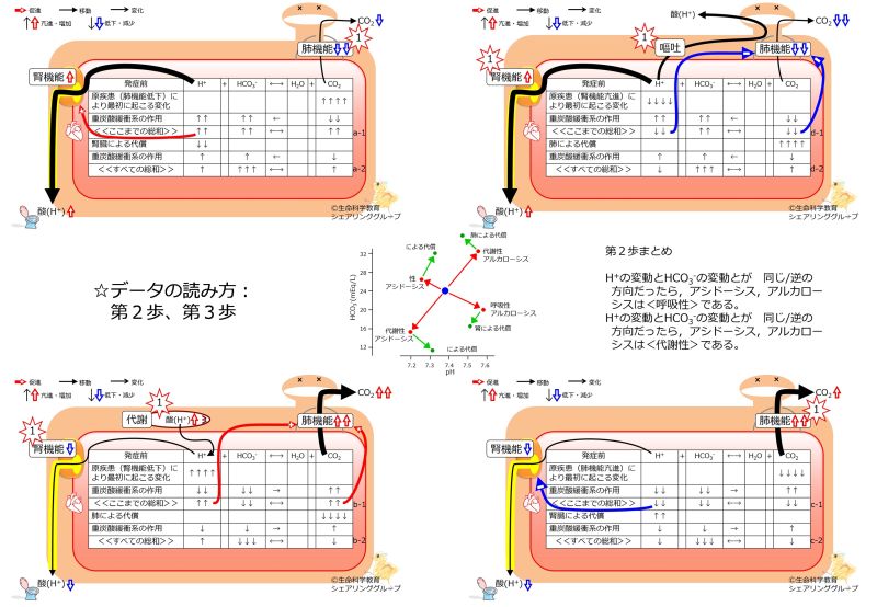 ファイル:BicorboBasicBasicnateBufferDataSummaryーJpn.jpg