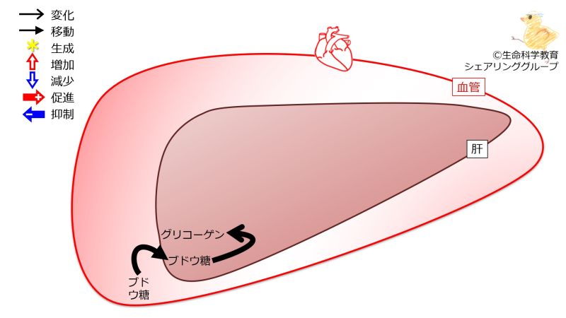 ファイル:LiverGlycogenAfterMeal-Jpn.jpg
