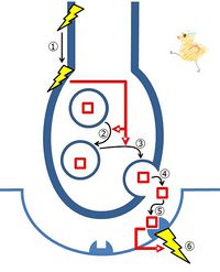 Mechanism of synaptic transmission.jpg
