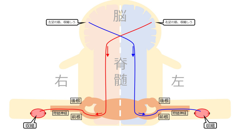 ファイル:MotorPathwayIntro.jpg