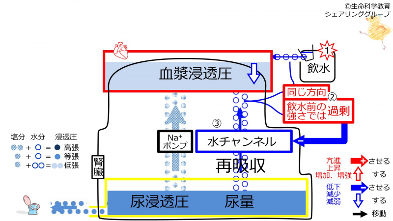 ファイル:WaterDuringChannelControl-2020-wb.jpg