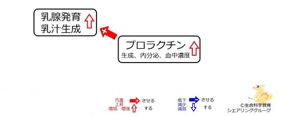 /wiki/images/thumb/e/e1/%E3%83%97%E3%83%AD%E3%83%A9%E3%82%AF%E3%83%81%E3%83%B3%E4%BD%9C%E7%94%A8%EF%BC%91.jpg/590px-%E3%83%97%E3%83%AD%E3%83%A9%E3%82%AF%E3%83%81%E3%83%B3%E4%BD%9C%E7%94%A8%EF%BC%91.jpg