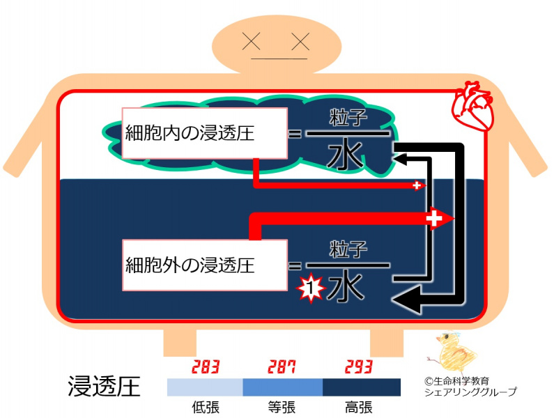 ファイル:浸透圧 上昇-wb.jpg