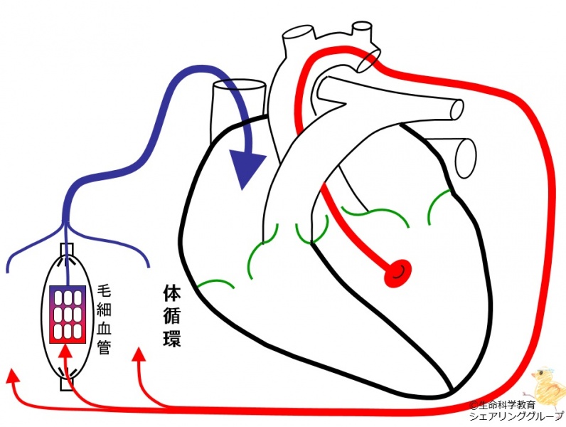 ファイル:01700-wb.jpg