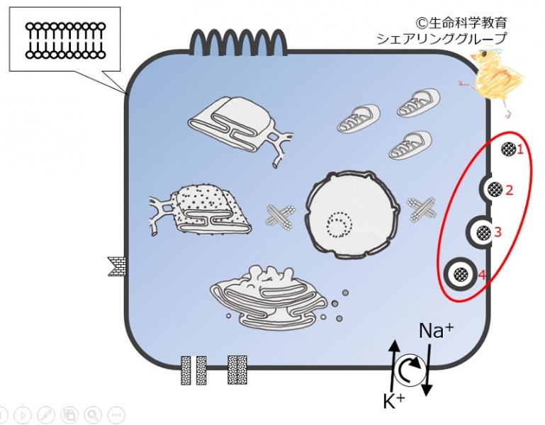 ファイル:04041.jpg