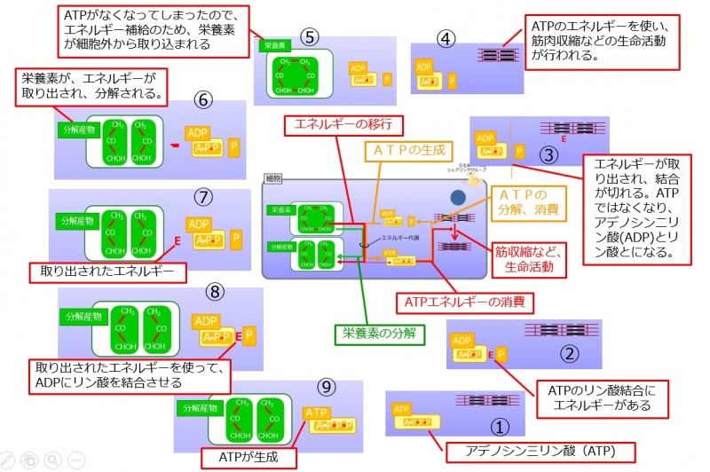 ファイル:ATP基礎のまとめ.jpg