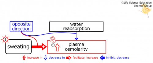 SweatingBeforeBasicFeedbackToWaterReabsorption-ENG.jpg
