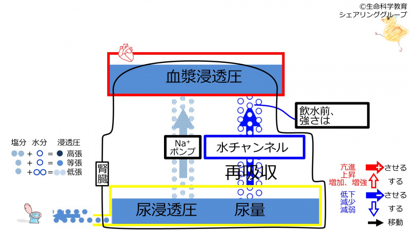 ファイル:6-incChannel-waterintakeeffect1-2020-wb.jpg