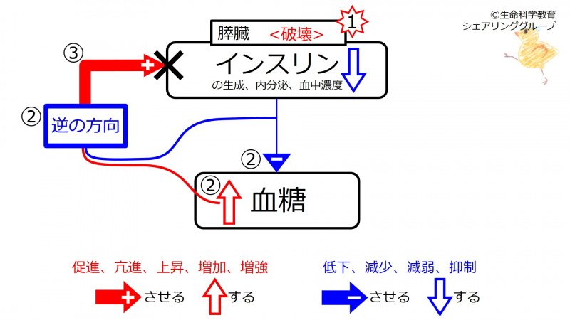 ファイル:Pancreas-destruction.jpg