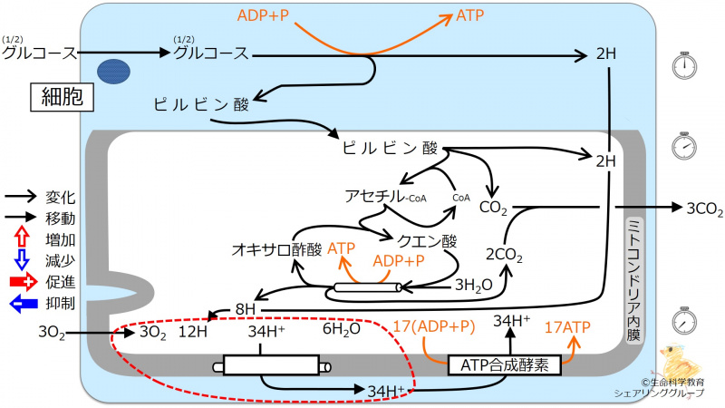 ファイル:エネルギー代謝 全体像4-wb.jpg
