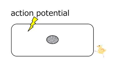 02606en.jpg