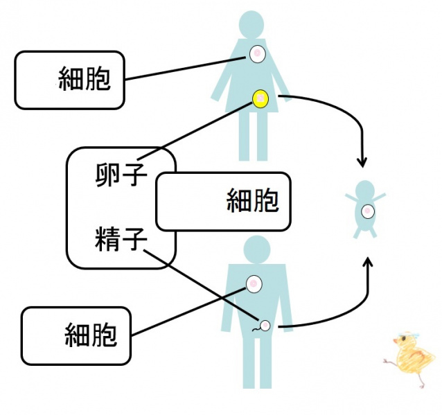 ファイル:02666-wb.jpg