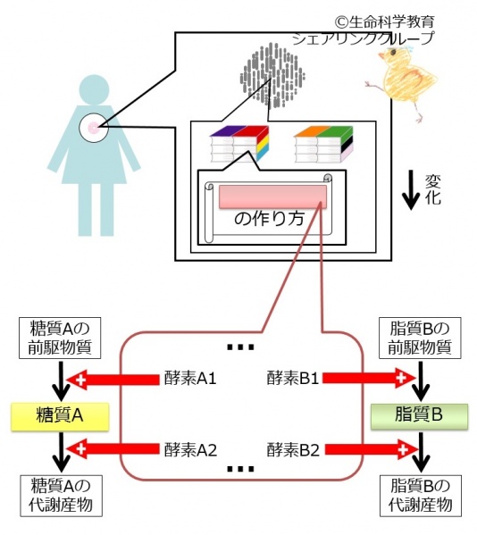 ファイル:たんぱく質の役割-wb.jpg