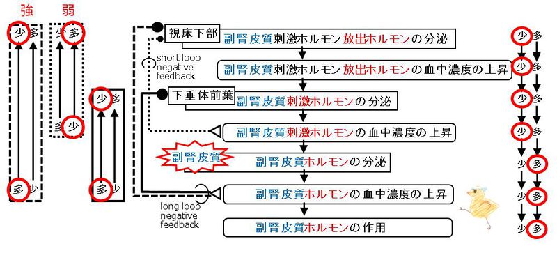 ファイル:00785.jpg