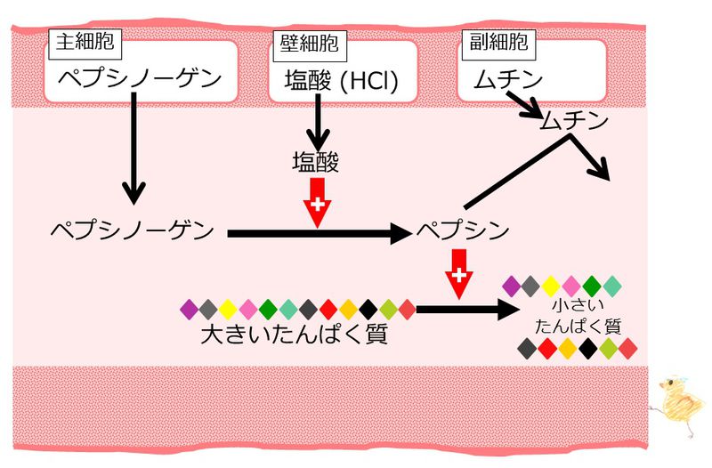 ファイル:04011.jpg