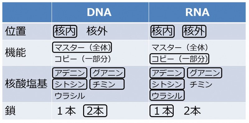 ファイル:DNARNAtable-1.jpg