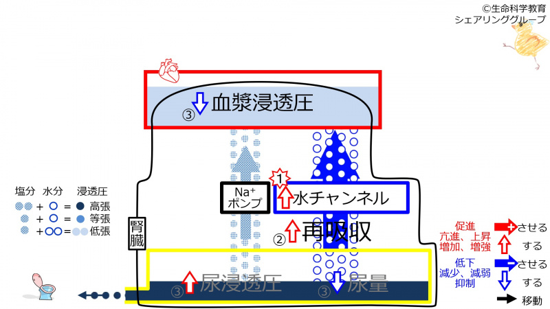 ファイル:IncWaterChannel3.jpg