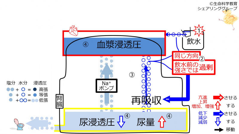 ファイル:ReabsorptionDuringControlAfterWater-Jpn-2020.jpg