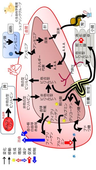 ファイル:肝機能まとめ-wb.jpg