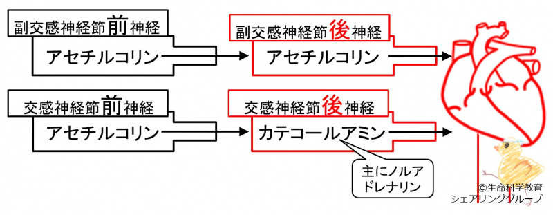ファイル:02529.jpg