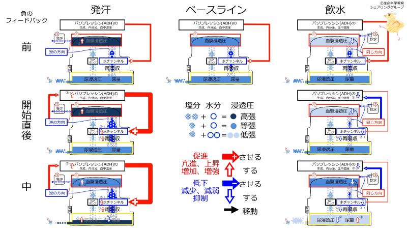 ファイル:ADHControlSummaryJpn-2020.jpg