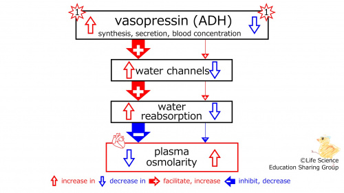 ADHeffectSummaryBasic-ENG.jpg