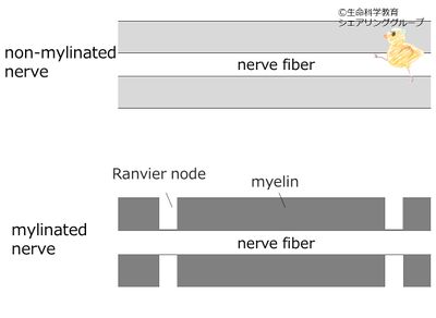 myelin縦断面.jpg