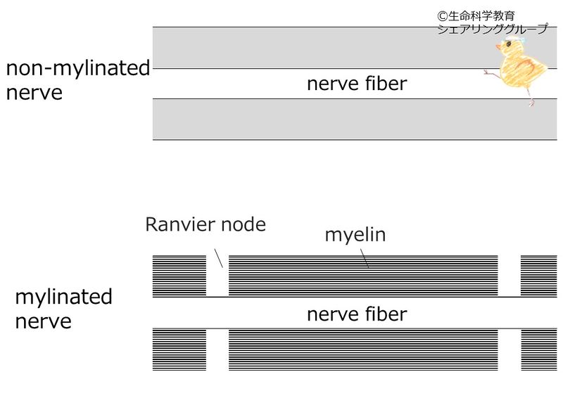 ファイル:Myelin縦断面.jpg