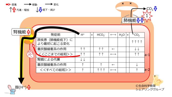 Respiratory-acidosis-compensation.jpg