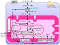 2014年4月2日 (水) 16:49時点における版のサムネイル