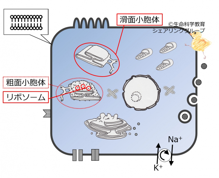 ファイル:04031.jpg