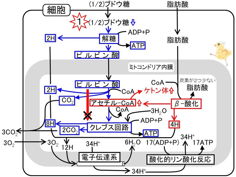 ファイル:04296.jpg