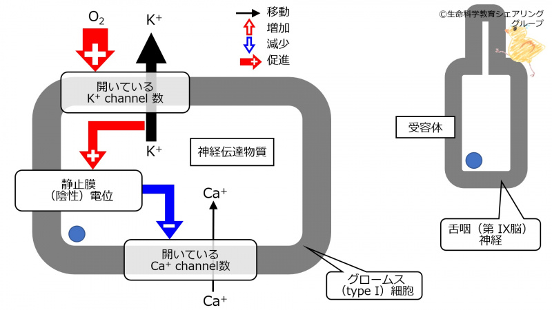 ファイル:CarotidBodyNormoxia.jpg