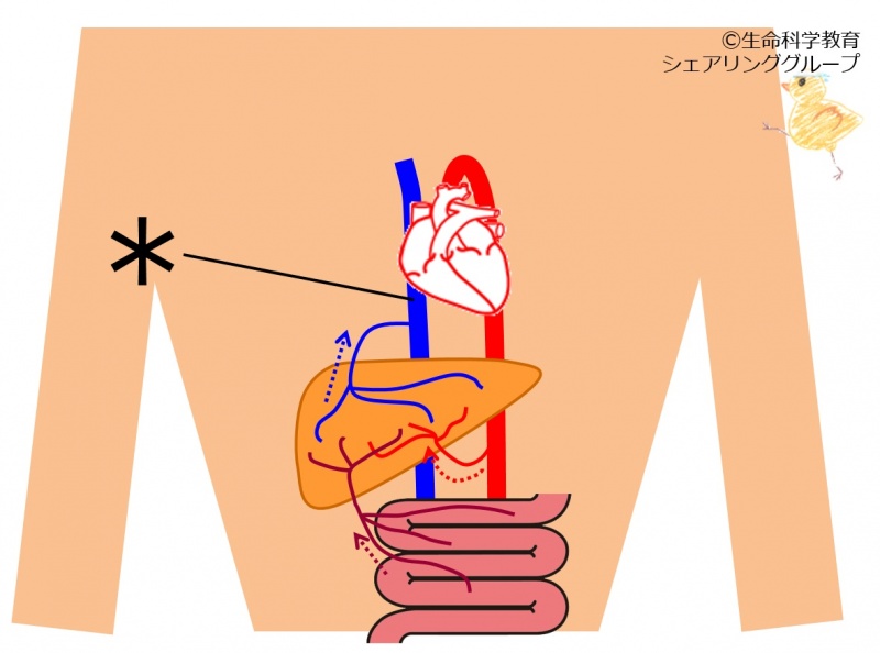 ファイル:下大静脈 クイズ.jpg