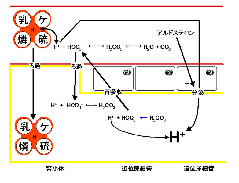 ファイル:00622.jpg