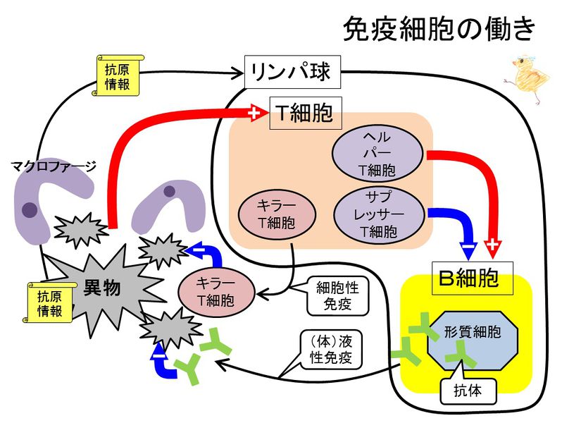 ファイル:03477.jpg