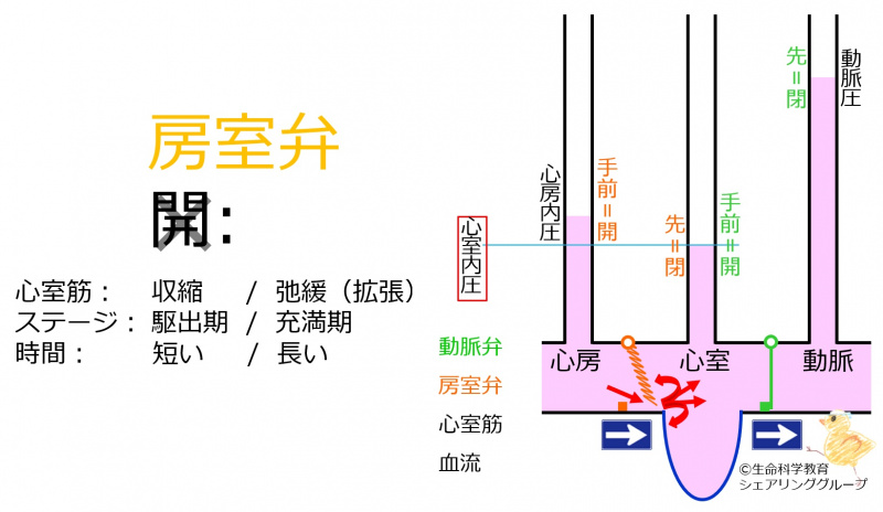 ファイル:AtrialVentricularValveStenosisHeartSound-wb.jpg