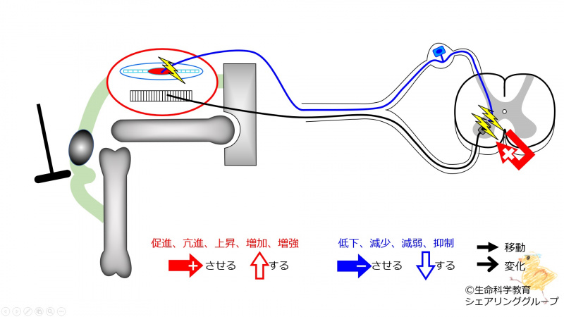 ファイル:PatellaTendonReflex-2-wb.jpg