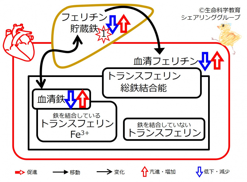 ファイル:00411-wb.jpg