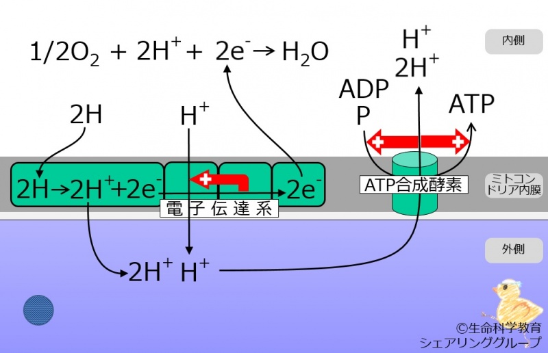 ファイル:01406.jpg